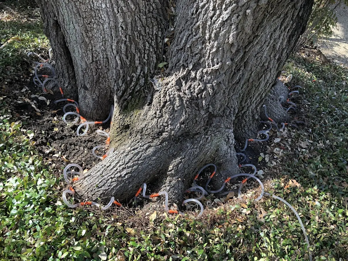 Detailed Tree Cabling and Bracing job site in Mulkeytown