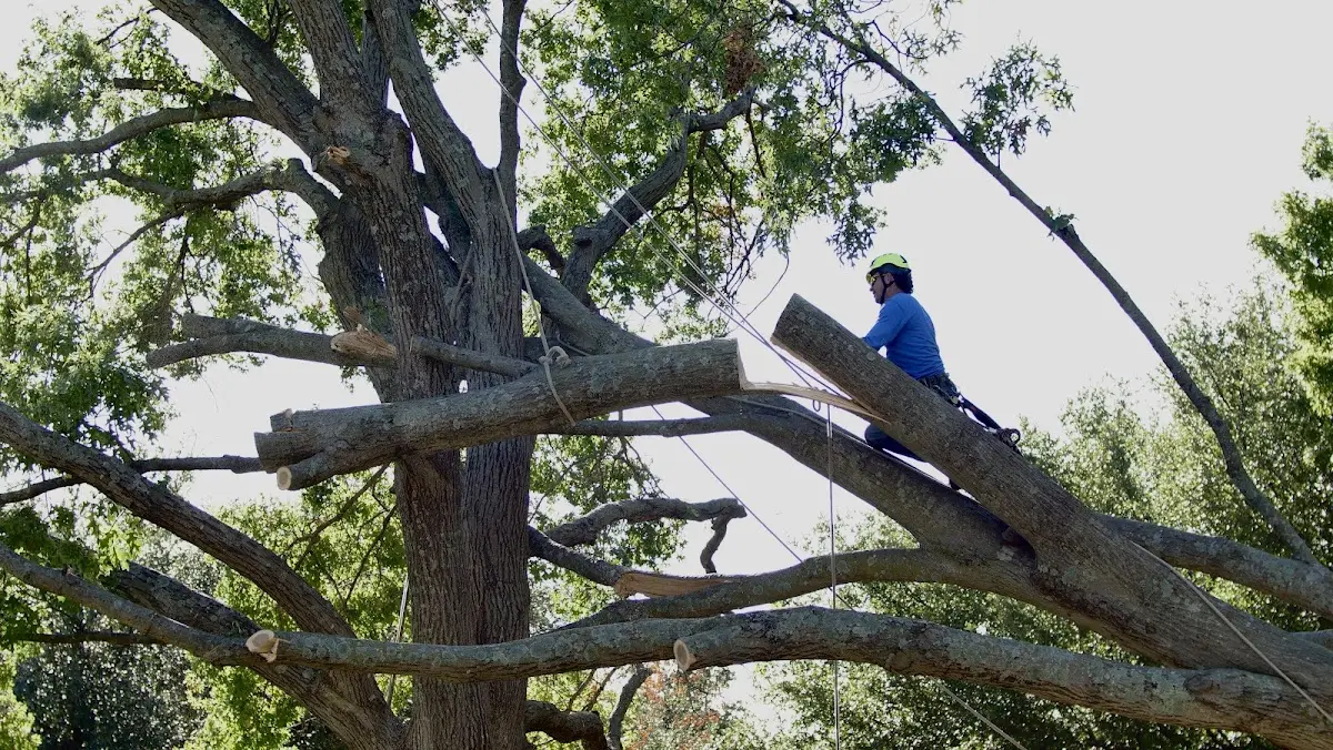 Professional Hazardous Tree Removal performed by certified arborists in Mulkeytown